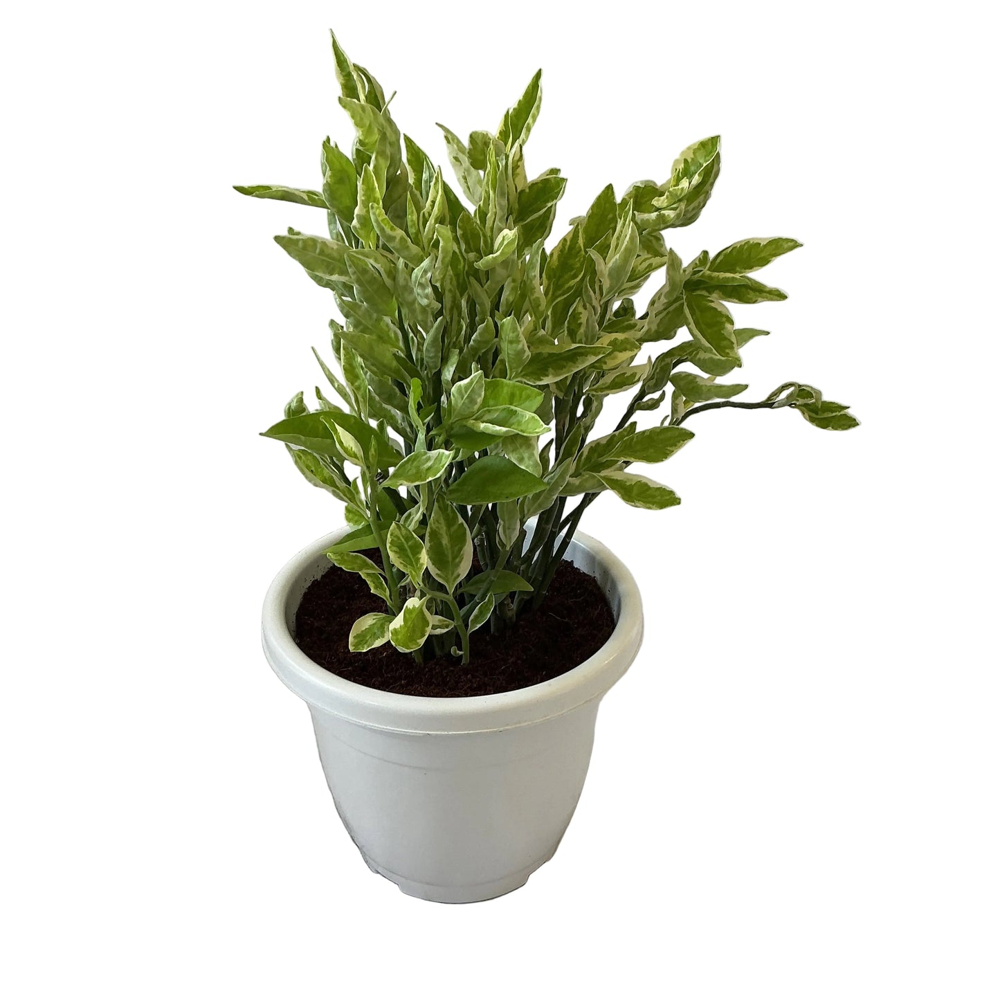Pedilanthus Variegated Plant In 10 Inch White Classic Pot