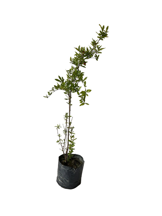 Anar Fruit Plant In 7 Inch Poly Bag