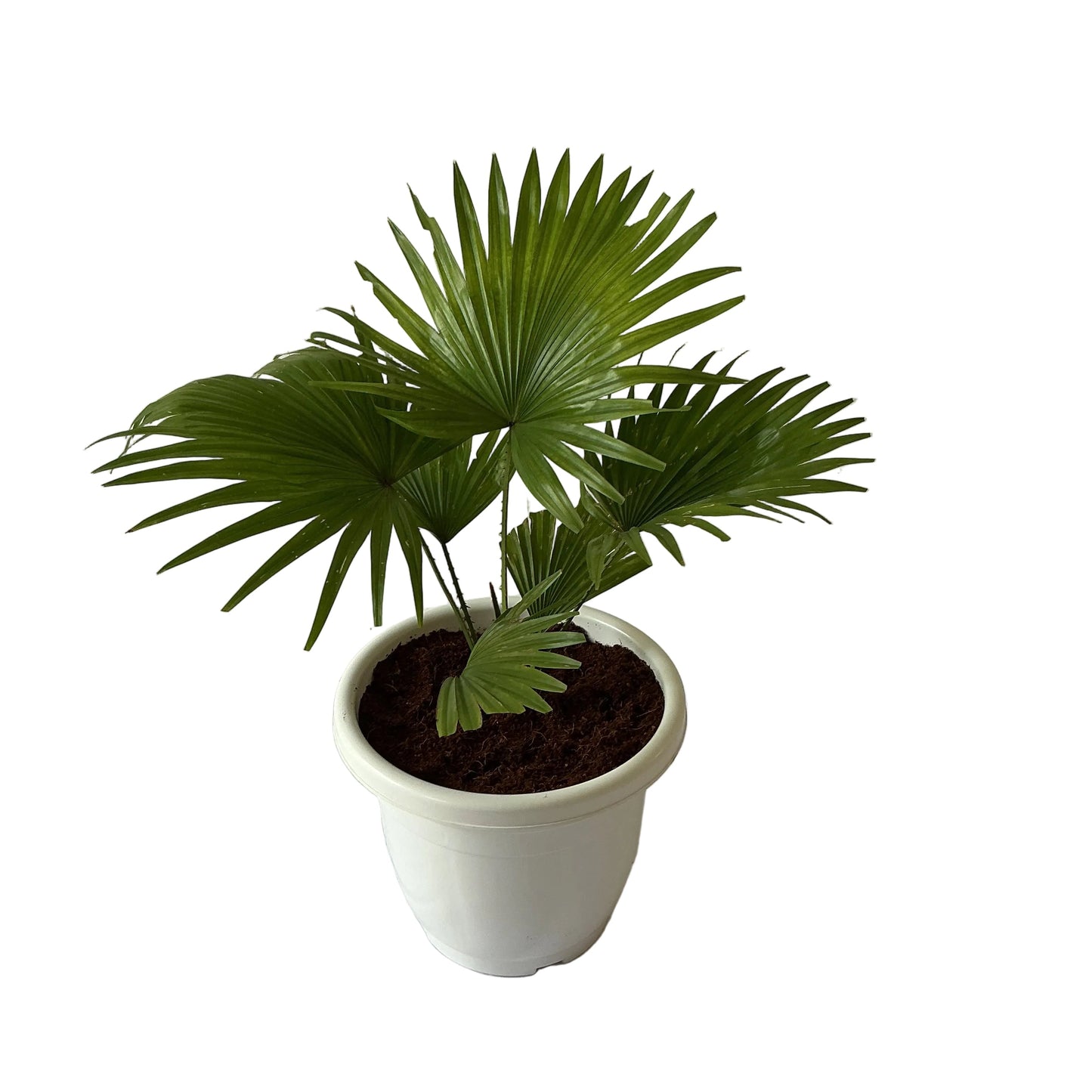 China Palm Plant In 10 Inch White Classic Pot
