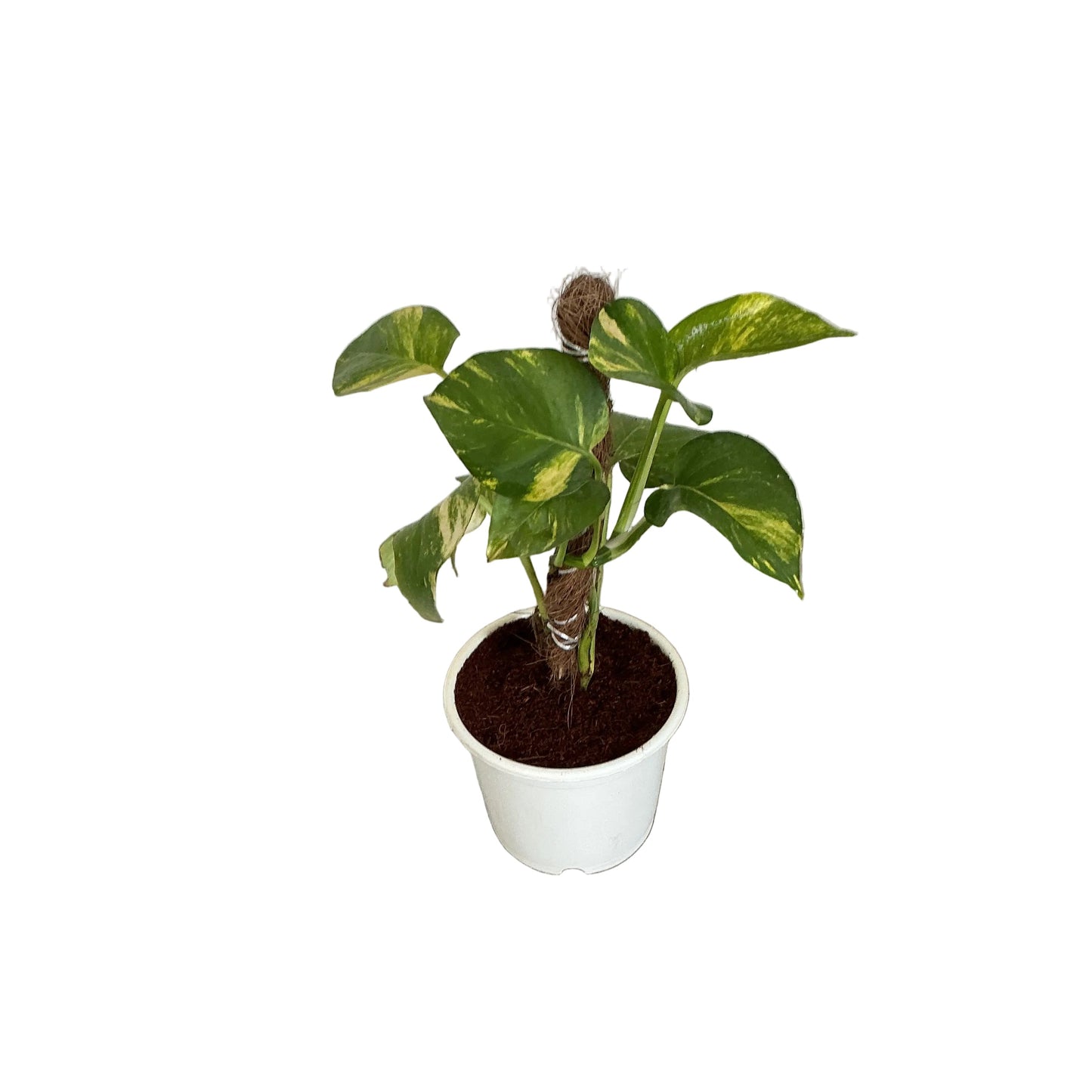 Money Plant In 6 Inch White Nursery Pot