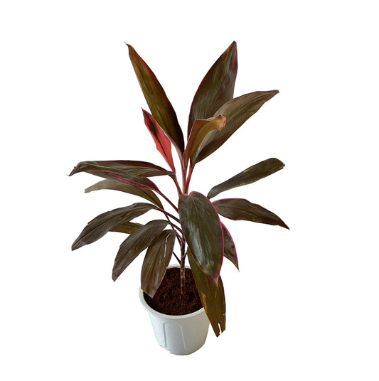 Dracaena Red Plant ( Red Mahatma Plant) In 8 inch white Nursery Pot