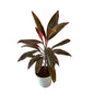 Dracaena Red Plant ( Red Mahatma Plant) In 8 inch white Nursery Pot