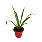 Creamy Lily Plant in 10 inch Red Classic Pot