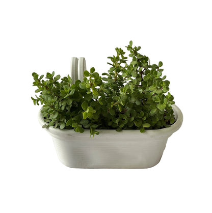 Jade Plant In Double Hook Hanging Basket Planter