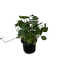 Bramhi Dollar Plant In 4 Inch Nursery Pot