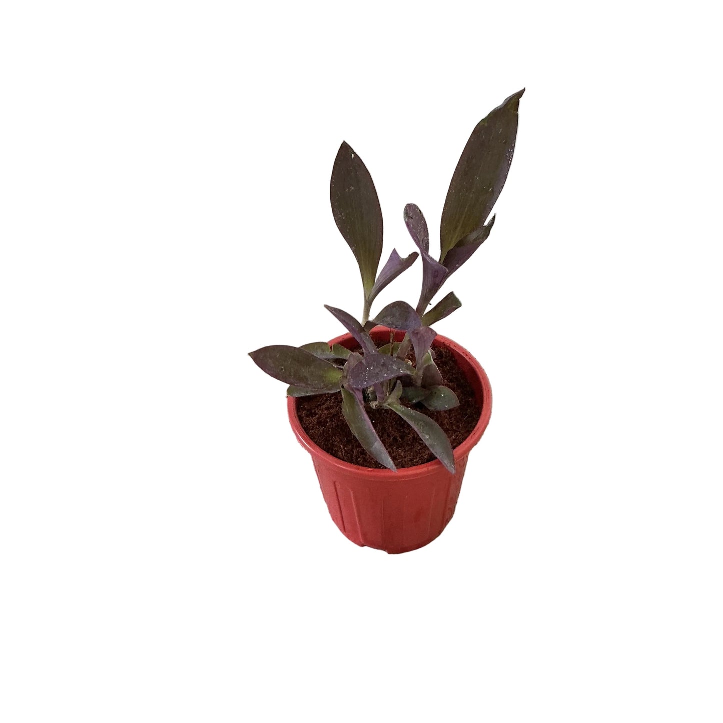 Parpal Heart Plant In 6 Inch Red Nursery Pot
