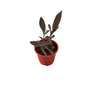 Parpal Heart Plant In 6 Inch Red Nursery Pot