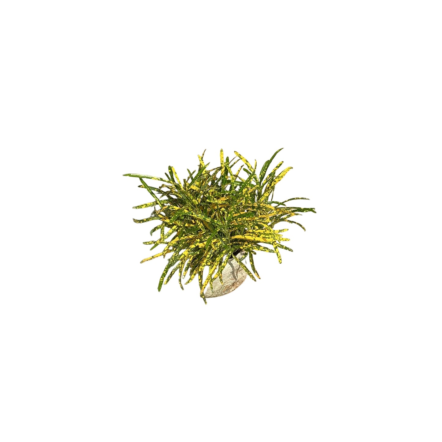 Chiroji Croton Plant In 6 Inch Bag