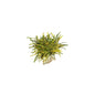 Chiroji Croton Plant In 6 Inch Bag