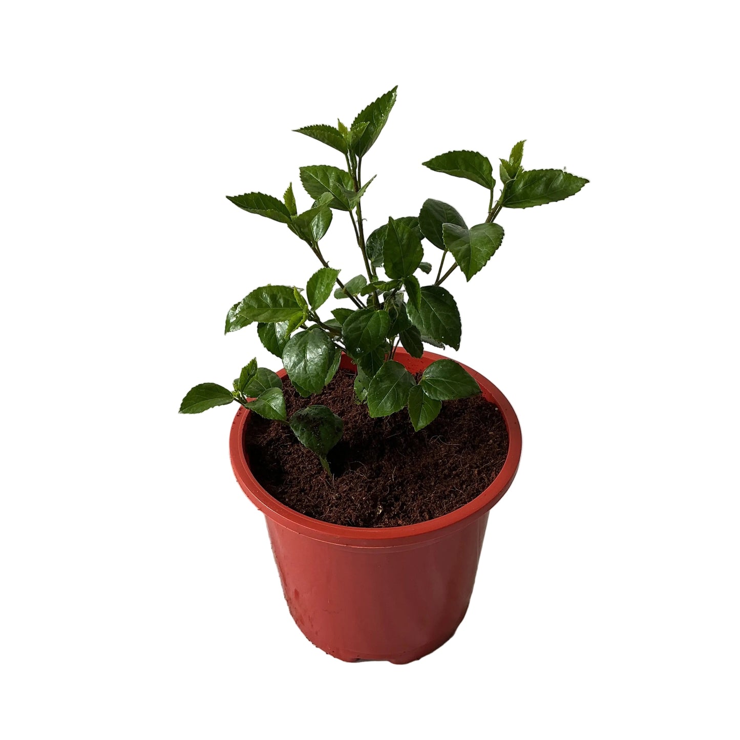 Hibiscus Flower Plant In 8 Inch Red Nursery Pot