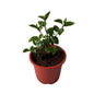 Hibiscus Flower Plant In 8 Inch Red Nursery Pot
