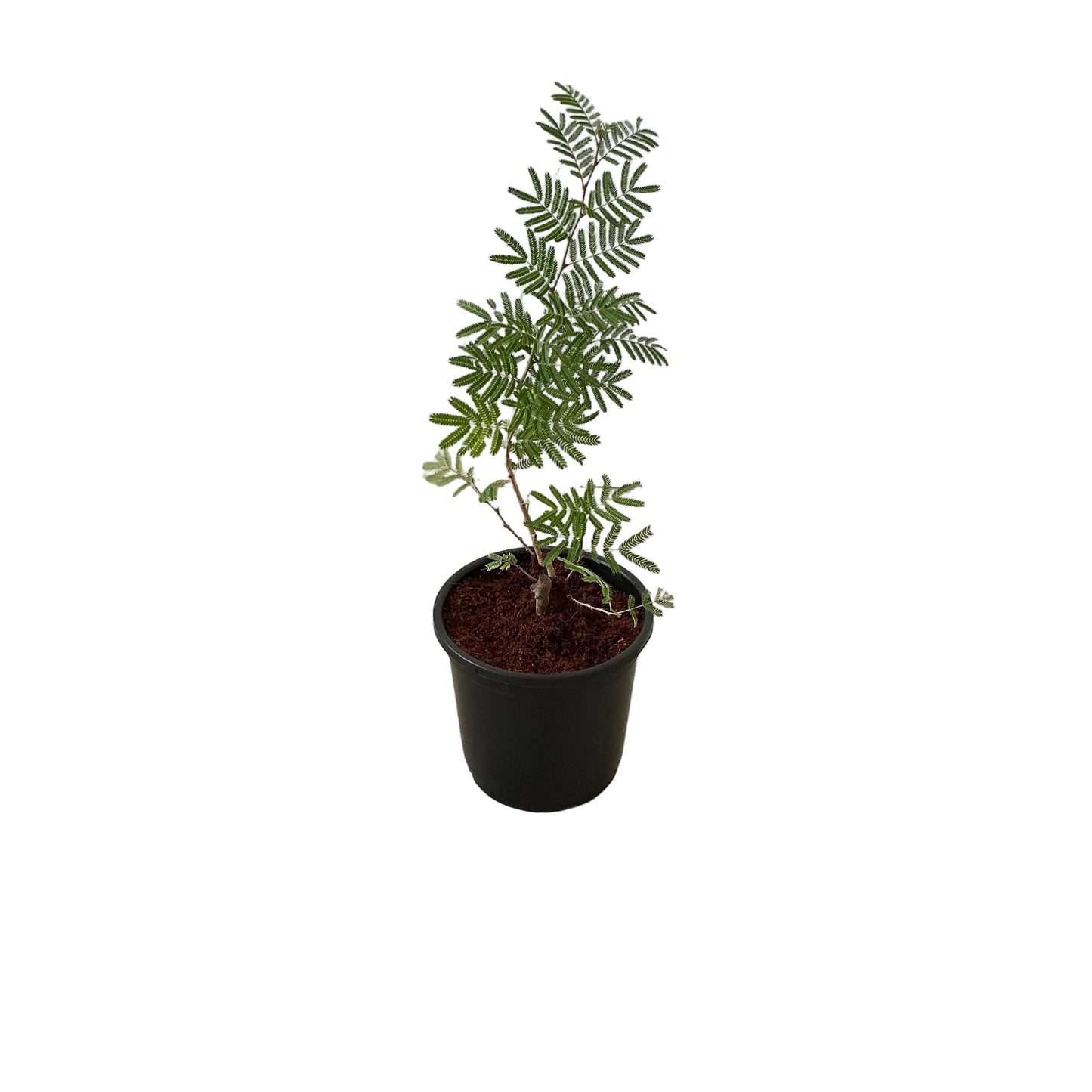 Shami Plant In 6 Inch Nursery Pot