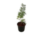 Shami Plant In 6 Inch Nursery Pot