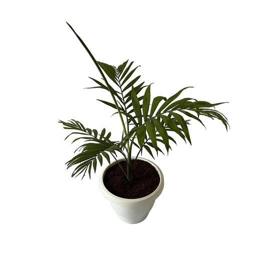 Chamaedorea Plant In 8 Inch White Classic Pot