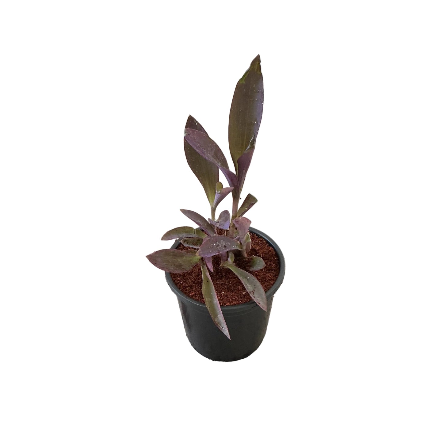 Parpal Heart Plant In 6 Inch Nursery Pot