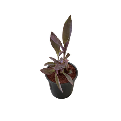 Parpal Heart Plant In 6 Inch Nursery Pot