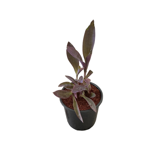Parpal Heart Plant In 6 Inch Nursery Pot