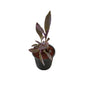 Parpal Heart Plant In 6 Inch Nursery Pot