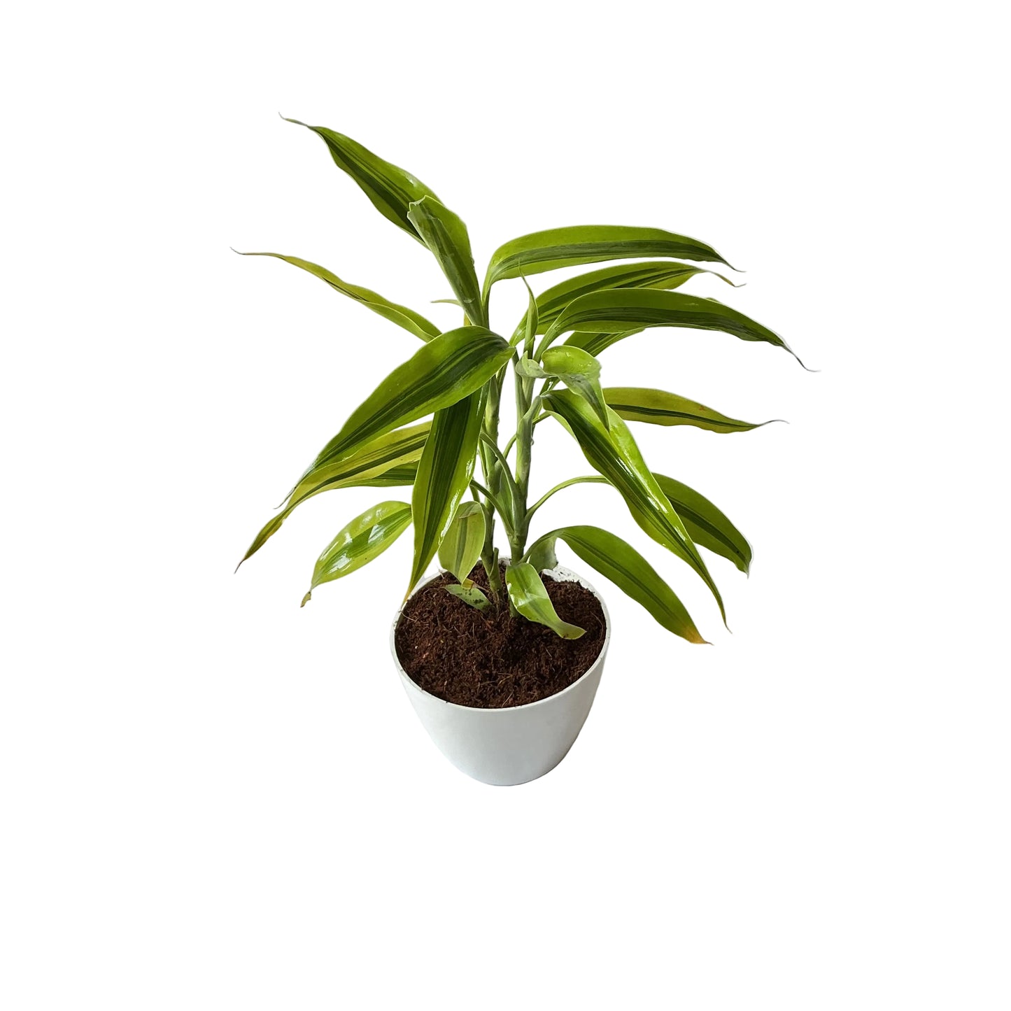 Golden lucky bamboo in 4 inch white orchid round pot