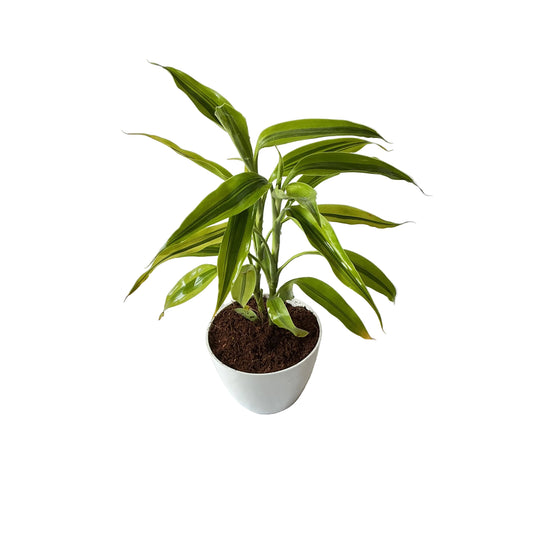 Golden lucky bamboo in 4 inch white orchid round pot