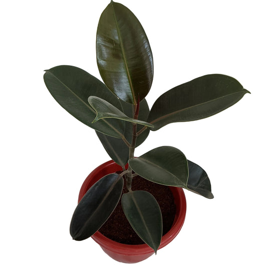Rubber Plant In 10 Inch Red Classic Pot