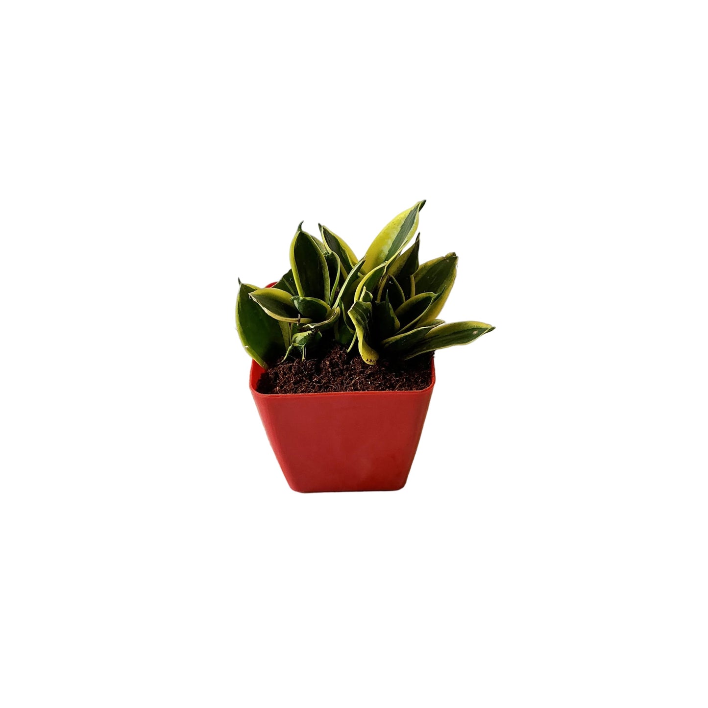 Snack dwarf plant in 4 inch orchid square red pot
