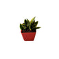 Snack dwarf plant in 4 inch orchid square red pot