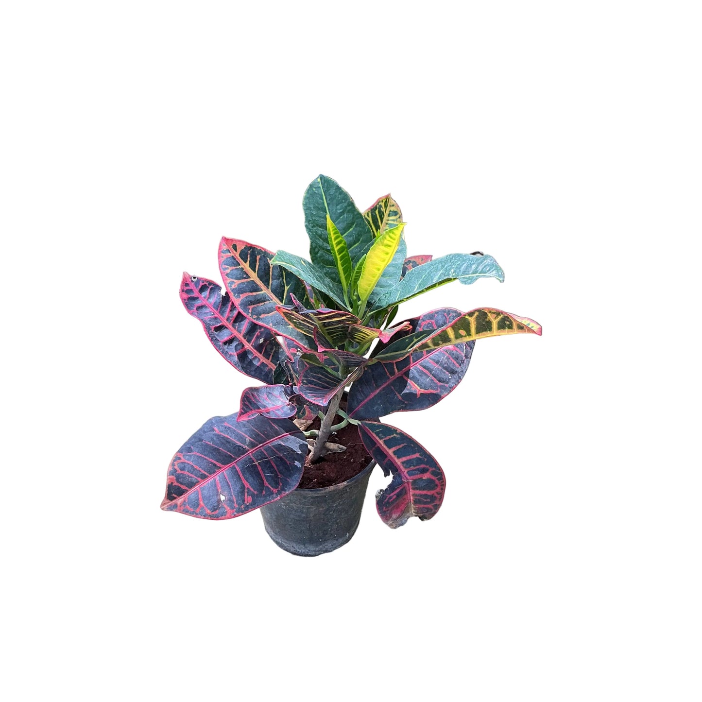 Patra  corotan  plants in 6inch black nursery pots