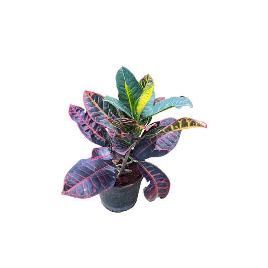 Patra  corotan  plants in 6inch black nursery pots
