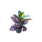 Patra  corotan  plants in 6inch black nursery pots