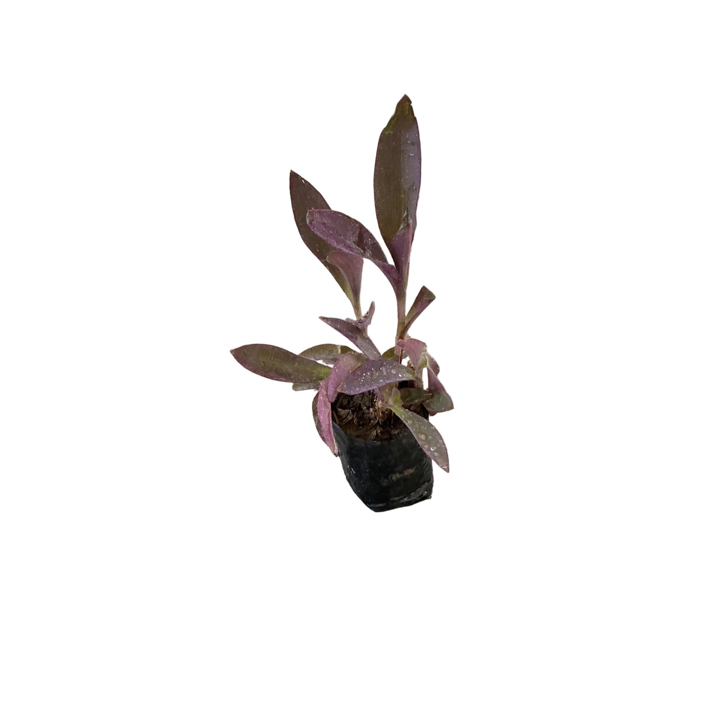 Parpal Heart Plant In 4 Inch Poly Bag
