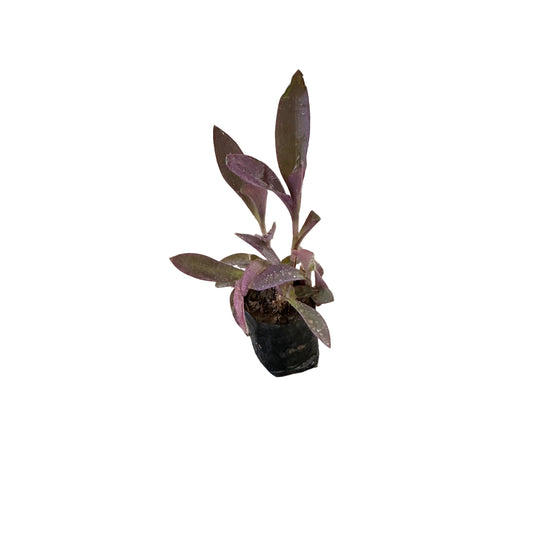 Parpal Heart Plant In 4 Inch Poly Bag