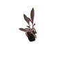 Parpal Heart Plant In 4 Inch Poly Bag