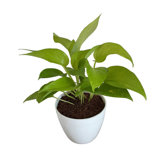 Golden Money plant 4 inch white orchid round pot