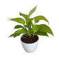 Golden Money plant 4 inch white orchid round pot