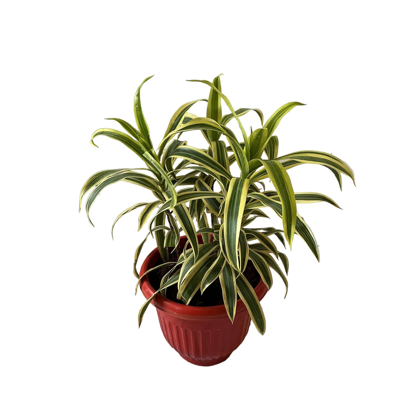 Song of India Plant In 8 Inch Red Olive Pot
