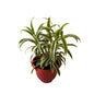 Song of India Plant In 8 Inch Red Olive Pot