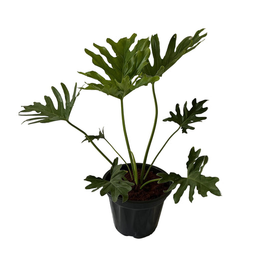 Philodendron Selloum Plant In 10 Inch Black Nursery Pot