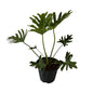 Philodendron Selloum Plant In 10 Inch Black Nursery Pot