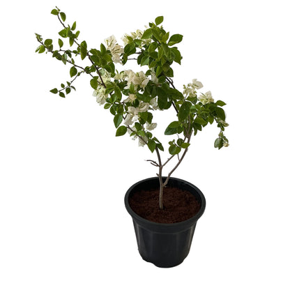 Bougainvillea Flower Plant In 10 Black Nursery Pot