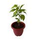 Bel Pattra 10 inch Red Classic Pot
