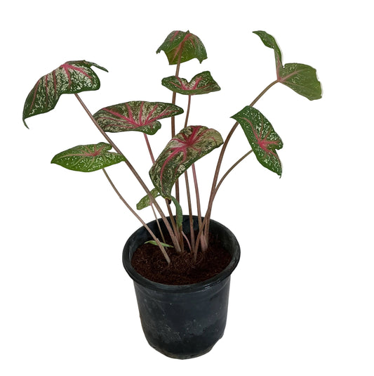 Caladium plant in 6 inch black nursery pot