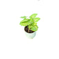Singonium Dwarf Plant In 4 Inch Nursery Pot