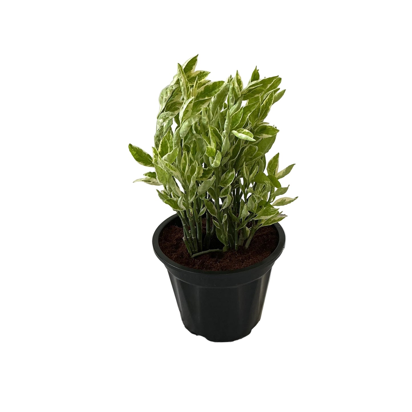 Pedilanthus Variegated Plants In 8 Inch Black Nursery Pot