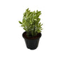 Pedilanthus Variegated Plants In 8 Inch Black Nursery Pot