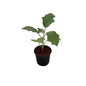Brinjal/Began Plant In 6 Inch Nursery Pot