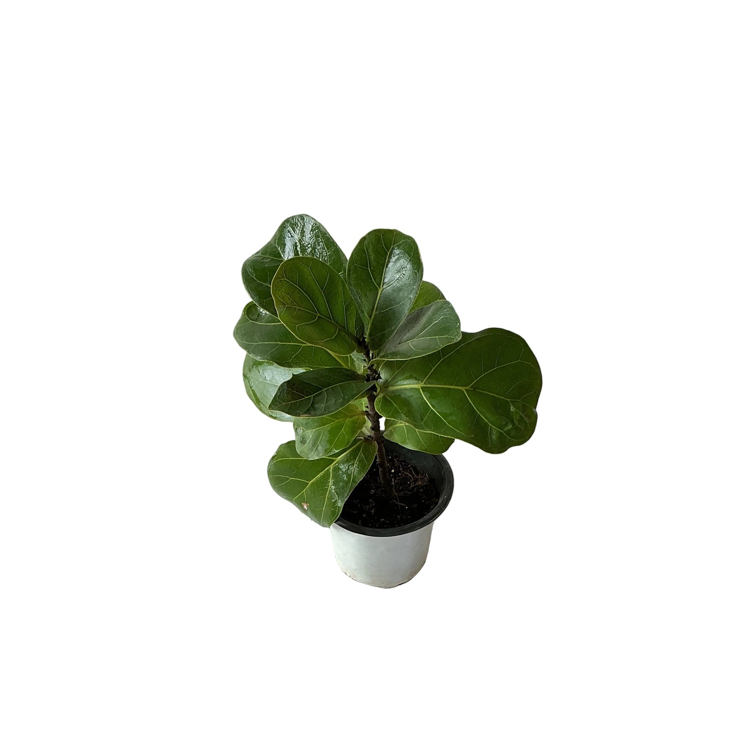 Fiddle leaf ( ficus lureta) plant 4 inch any design pot