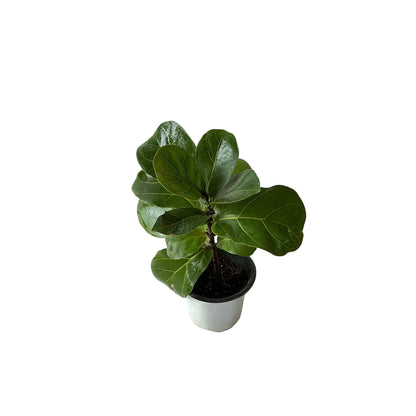 Fiddle leaf ( ficus lureta) plant 4 inch any design pot