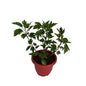 Hybrid Hibiscus flower plant in 10 inch red classic pot