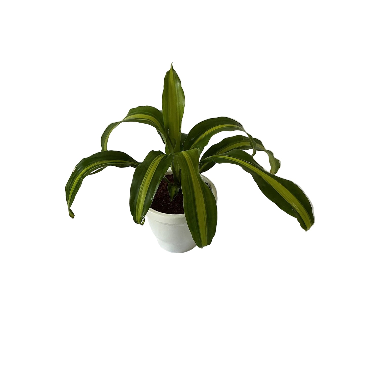Dracaena Messenger Victoria Plant In 8 Inch White Classic Pot